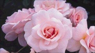 The limited edition "Catherine" rose released in April 2011