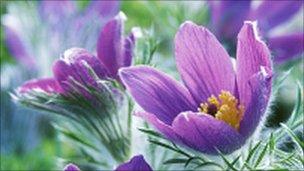 The Pasqueflower