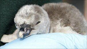 A Humboldt penguin chick hatched at Chester Zoo