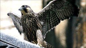 Peregrine falcon at Lincoln Cathedral