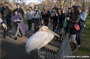 Tourists take pictures of the pelican