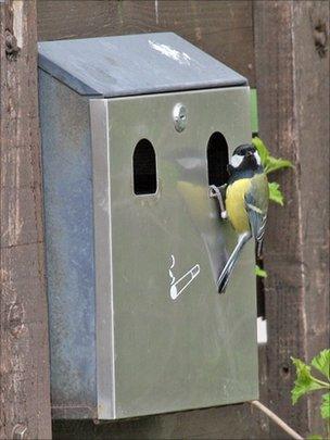 Bird at ashtray nest