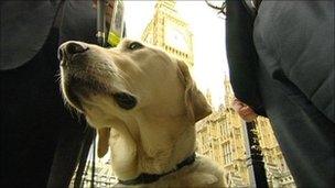 Chipp the dog in Westminster