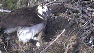 Osprey and egg