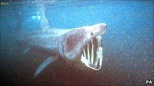 Basking shark