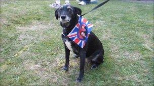 Dog with a Royal Wedding flag