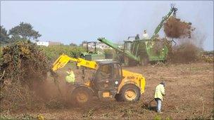 Gorse being cleared