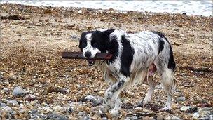 Dog on beach