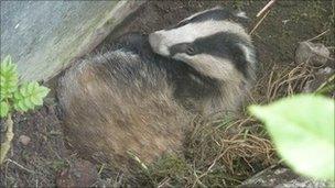 The badger stuck in the disused swimming pool