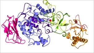 Ribbon diagram of glucansucrase