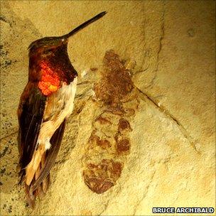 Bird with ant fossil