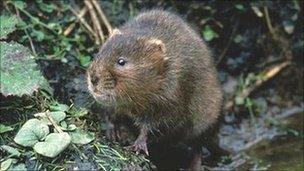 A water vole (generic)