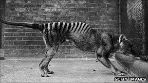 Thylacine