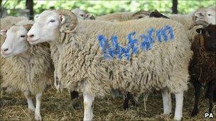 White Faced Woodland sheep