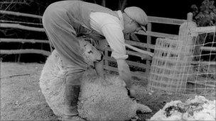 Sheep shearing in Shropshire