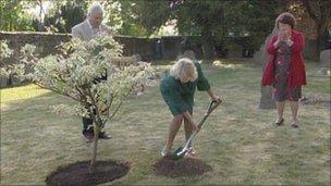 The Duchess planting the sapling