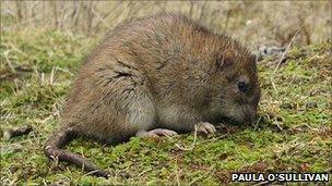 Brown rat (Paula O'Sullivan)