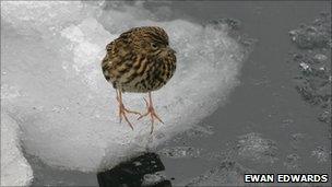 Pipit (Ewan Edwards)