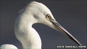 Little egret