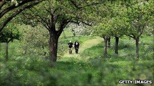 Orchard in England