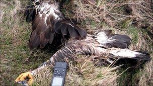 Dead golden eagle