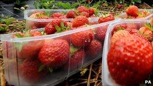 Strawberries picked from a farm