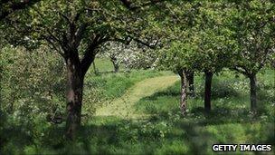 Apple Blossom Blooms At Glastonbury Abbey