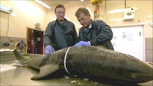 Andrew Brownlow (l) and Paul Rose carrying out the autopsy