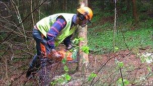 Tree felling