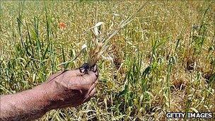 Drought affect corn (Getty Images)