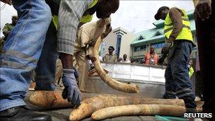 Kenyan customs workers arrange a shipment of elephant tusks , 6 May, 2011