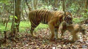 WWF image released on 9 May 2011 shows a rare Sumatran tiger with a cub in images recorded in March and April 2011 in Bukit Tigapuluh in Indonesia's eastern Sumatra