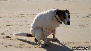 dog fouling on the beach (pic: Mark Noall)