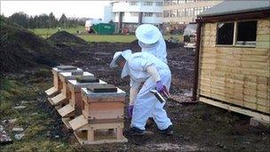 Bee hives at Ninewells Hospital