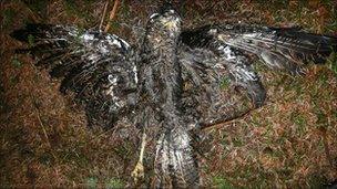 A dead buzzard