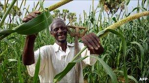 Farmer in millet field near the village of Simiri, Niger