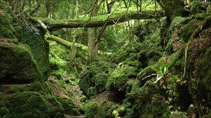 Puzzlewood in the Forest of Dean