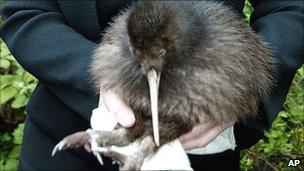 File image of a kiwi, taken in April 2005