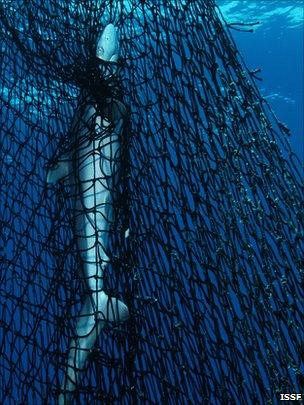 Shark in net