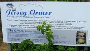 Jersey Ormer