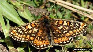 Marsh fritillary butterfly