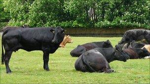 Cows on Newcastle's Town Moor