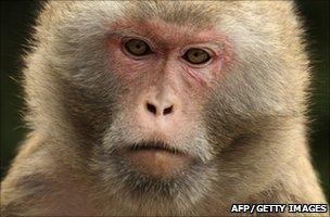 A rhesus macaque monkey