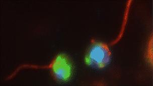 Two cells of the most ancient fungal group ever discovered