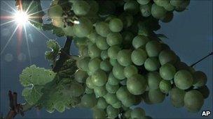 Vineyard grapes