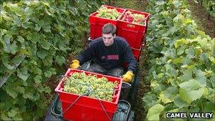 Grape collection at Camel Valley, Cornwall