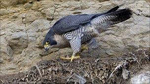 Peregrine falcon at Scarborough. Picture: Steve Race