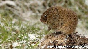 Field vole. Pic: Andy Sands/naturepl.com