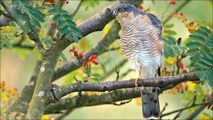 Sparrowhawk