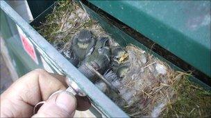 Blue tit chicks in ashtray in Cambridgeshire